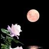 roseandmoon